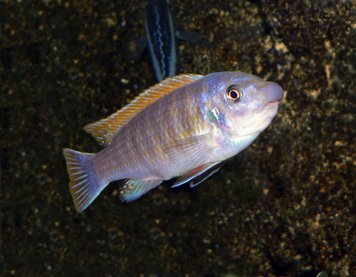 LABEOTROPHEUS FUELLEBORNI